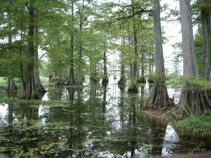 View of a marshy boat landing in Louisiana